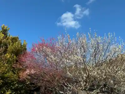 本立寺の{uncategorized: "未分類", other: "その他", undefined: "問題あり", building: "その他建物", grave: "お墓", sacred_gate: "鳥居", guardian: "狛犬", statue: "像", buddha: "仏像", history: "歴史", nature: "自然", garden: "庭園", animal: "動物", pagoda: "塔", temizu: "手水舎", mountain_gate: "山門・神門", sanctuary: "本殿・本堂", subordinate: "末社・摂社", art: "芸術", scenery: "景色", jizo: "地蔵", ema: "絵馬", goshuin: "御朱印", omikuji: "おみくじ", items: "授与品その他", amulet: "お守り", goshuincho: "御朱印帳", eats: "食事", festival: "お祭り", votive_dance: "神楽", shichigosan: "七五三参", wedding: "結婚式", experience: "体験その他", initially: "初詣", around: "周辺", anti_infection: "感染症対策"}