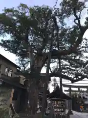 御霊神社(神奈川県)