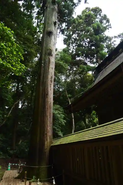 奥宮(鹿島神宮摂社)(茨城県)