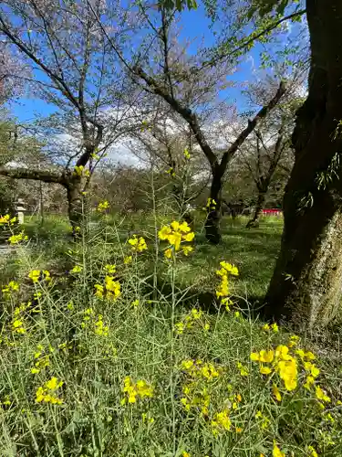 平野神社(京都府)