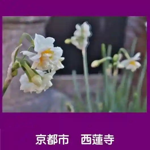 西蓮寺(京都府)