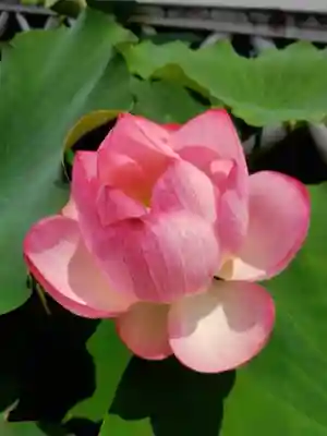 長善寺(東京都)