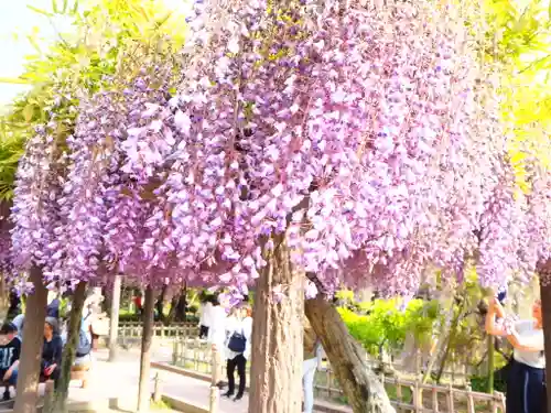 津島神社の自然