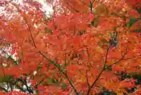 覚苑寺(山口県)