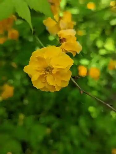 松尾大社(京都府)