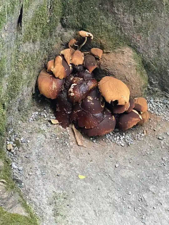 上知我麻神社(熱田神宮摂社)の自然
