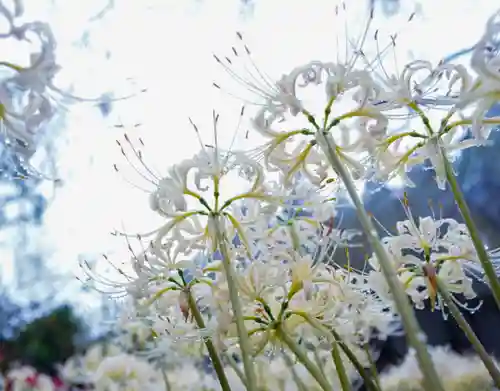南原寺(山口県)