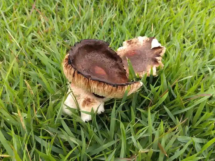 八幡神社(兜山古墳)(福井県)