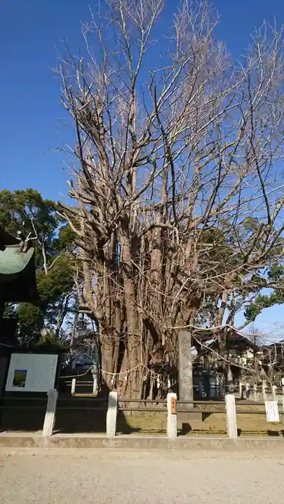 葛飾八幡宮の自然