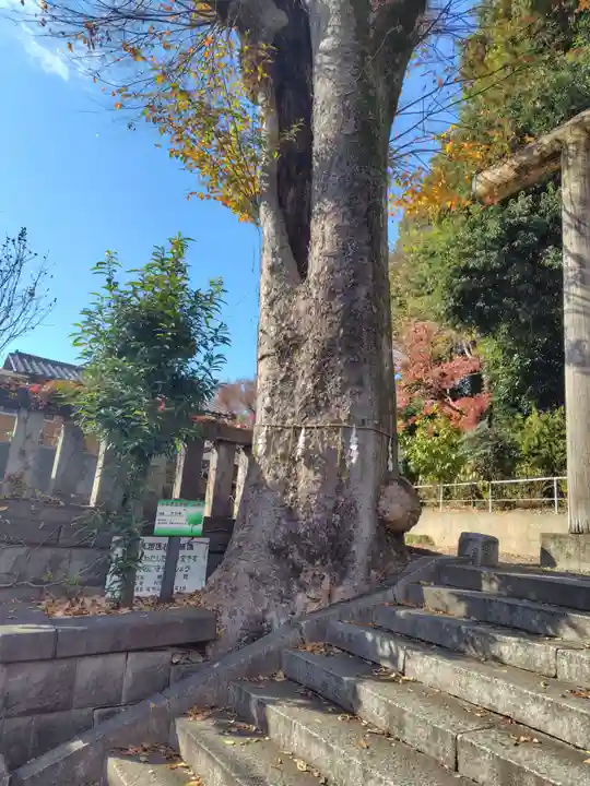 所澤神明社(埼玉県)