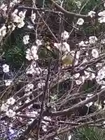 安國論寺(安国論寺)の自然