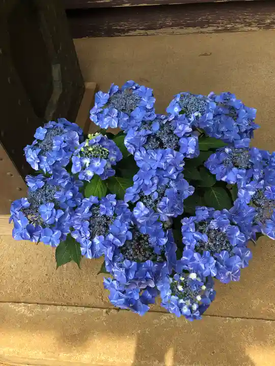 伏木香取神社の自然