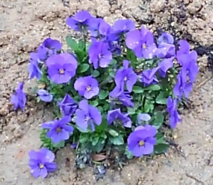 大鏑神社の自然