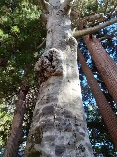 戸隠神社火之御子社(長野県)