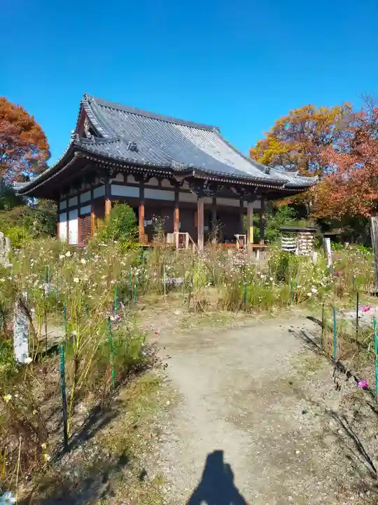 般若寺 ❁コスモス寺❁(奈良県)