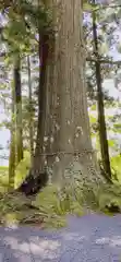 高根白山神社の自然