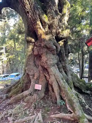 大杉神社(茨城県)