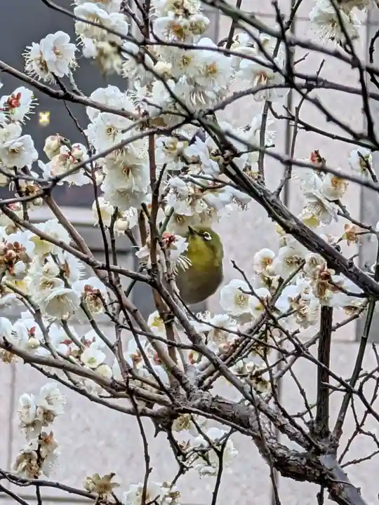 銀世界稲荷神社(東京都)