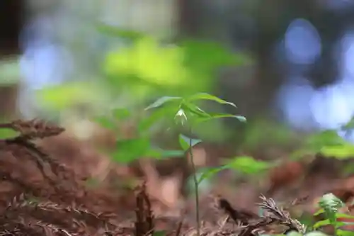 鹿島大神宮の自然