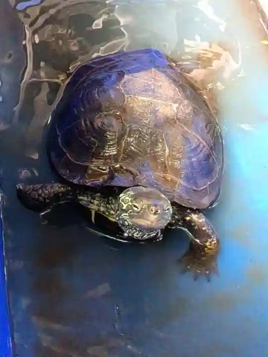 下谷神社(東京都)