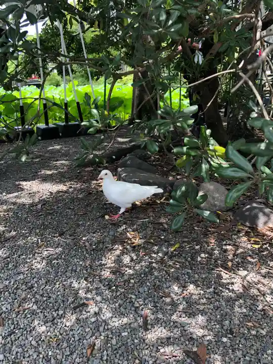 旗上弁財天社の動物