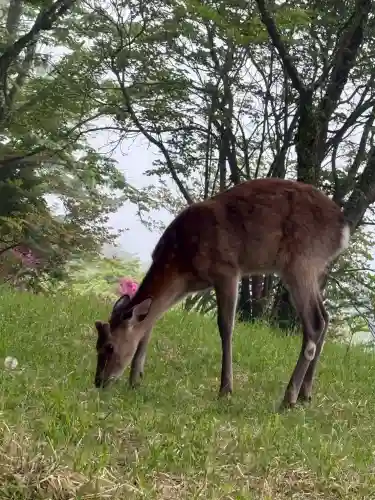 三峯神社(埼玉県)