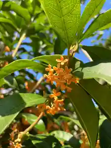 總社 和田八幡宮の自然(2023年10月17日(火) 18時14分48秒投稿)