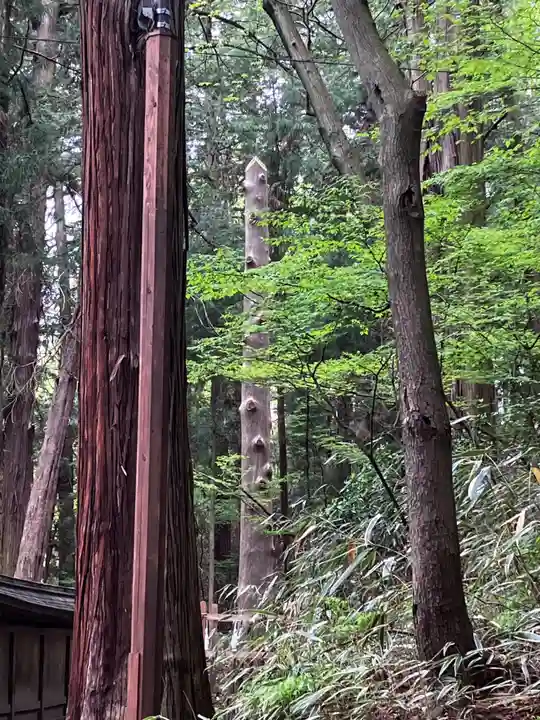 諏訪大社下社春宮の自然