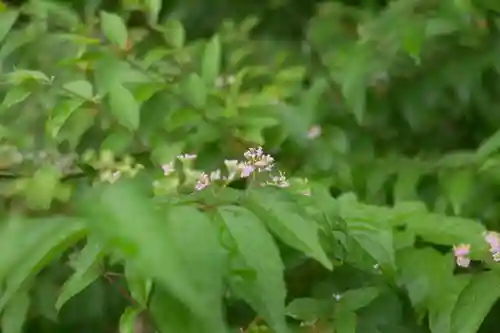 大國主神社の自然