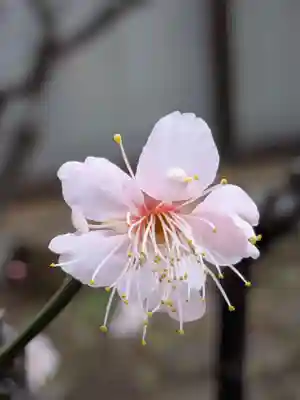 田端神社(東京都)