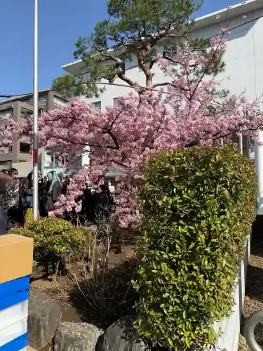 桜神宮(東京都)