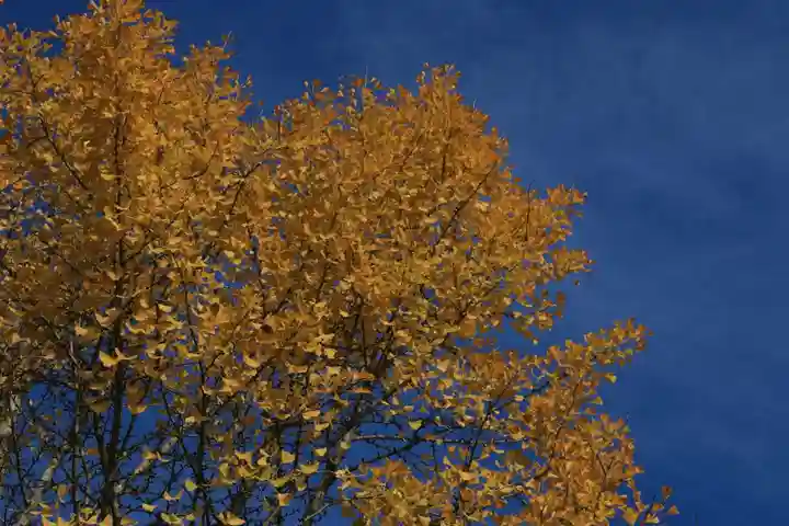 王宮伊豆神社の自然