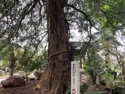 善養寺（善養密寺）(東京都)