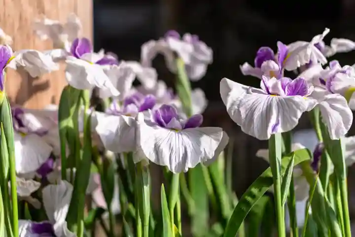 諏訪大社(長野県)