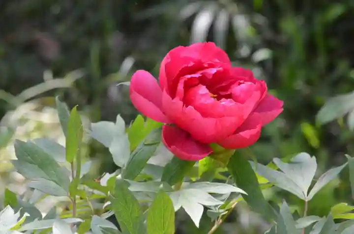 青龍山 吉祥寺(群馬県)