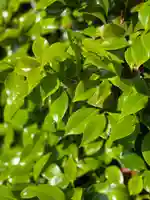 五井山 妙善院の自然