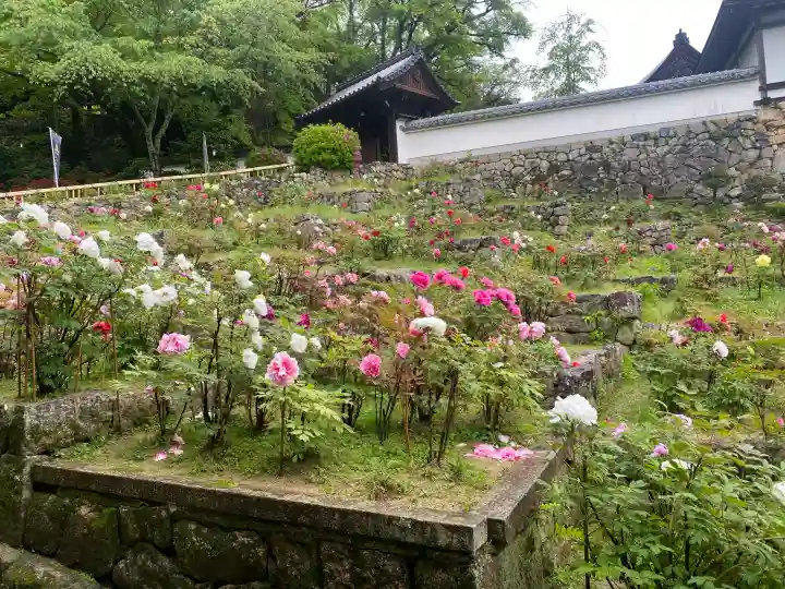 長谷寺の{uncategorized: "未分類", other: "その他", undefined: "問題あり", building: "その他建物", grave: "お墓", sacred_gate: "鳥居", guardian: "狛犬", statue: "像", buddha: "仏像", history: "歴史", nature: "自然", garden: "庭園", animal: "動物", pagoda: "塔", temizu: "手水舎", mountain_gate: "山門・神門", sanctuary: "本殿・本堂", subordinate: "末社・摂社", art: "芸術", scenery: "景色", jizo: "地蔵", ema: "絵馬", goshuin: "御朱印", omikuji: "おみくじ", items: "授与品その他", amulet: "お守り", goshuincho: "御朱印帳", eats: "食事", festival: "お祭り", votive_dance: "神楽", shichigosan: "七五三参", wedding: "結婚式", experience: "体験その他", initially: "初詣", around: "周辺", anti_infection: "感染症対策"}