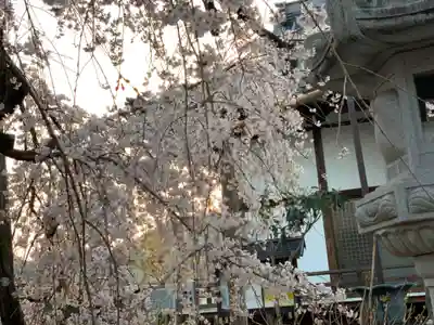 西光院（浄楽寺）の自然