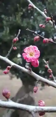 香取大神社の自然