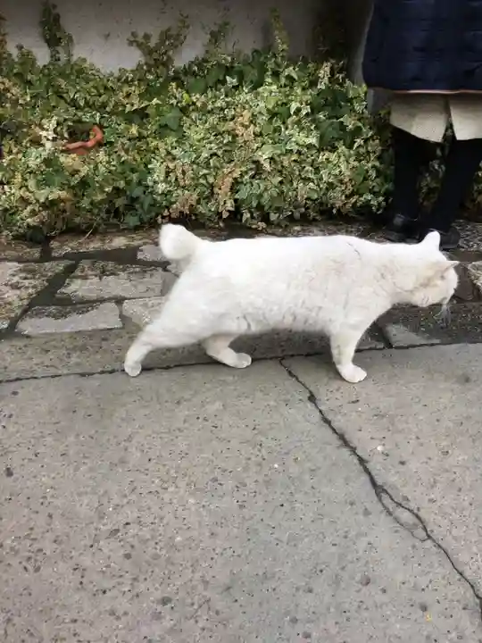 今戸神社の動物