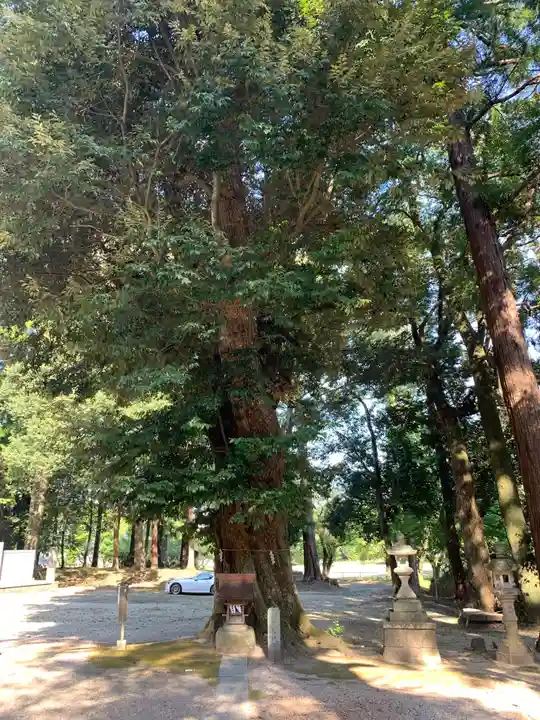 稲田神社の自然