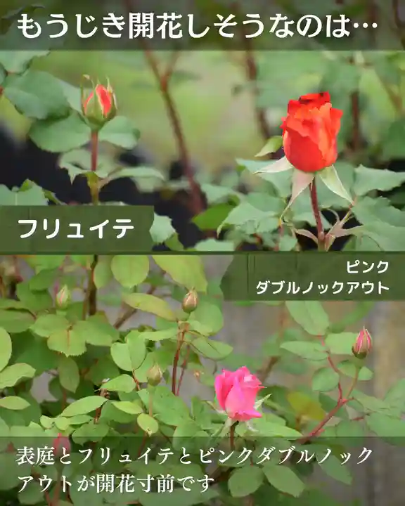 宝光寺(北海道)