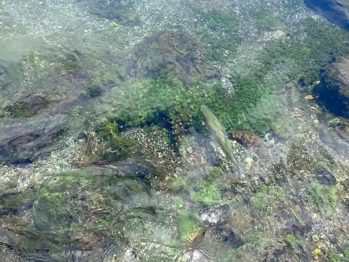 富士山本宮浅間大社の動物