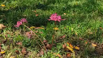 平野神社(京都府)