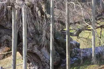 瀧桜神明宮の自然