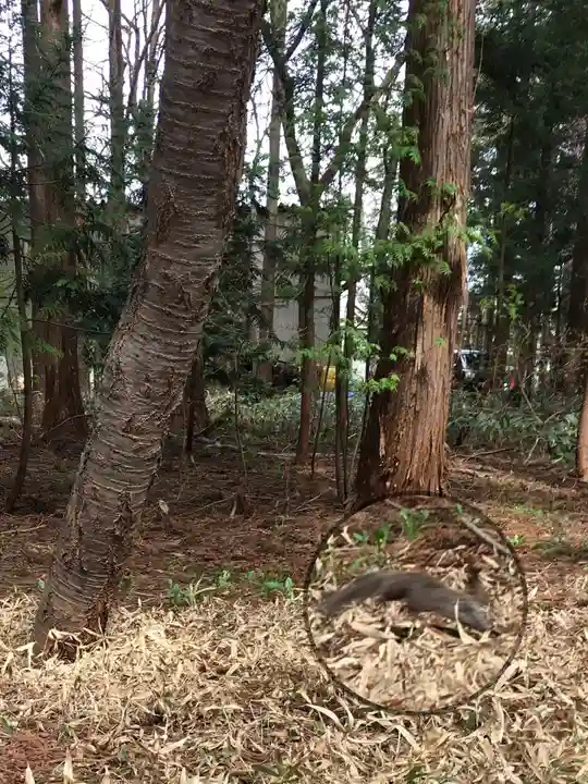 北海道神宮の動物
