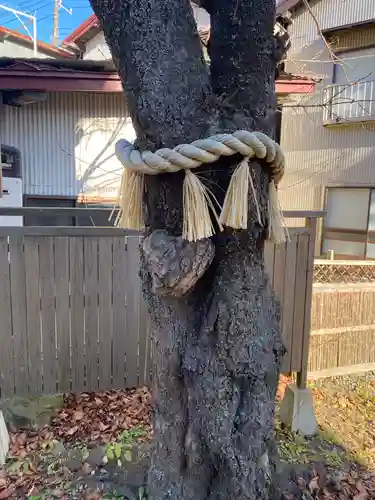 小室浅間神社の自然