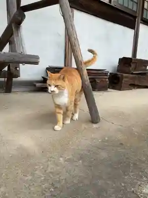 一心寺・一心禅寺の動物