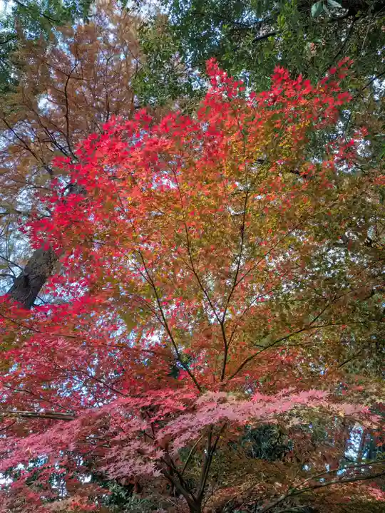 阿佐ヶ谷神明宮(東京都)