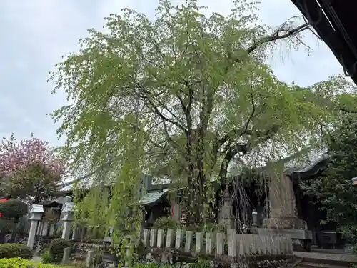 櫻本坊(奈良県)